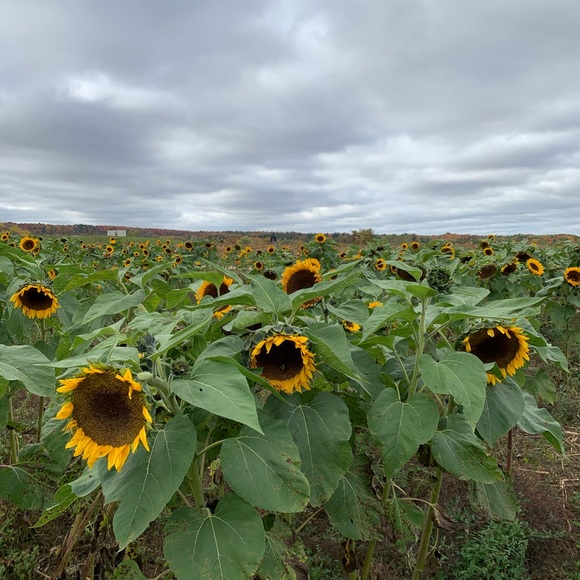 Profile Picture of Makayla Redlich (@makaylaarr) on Poshmark