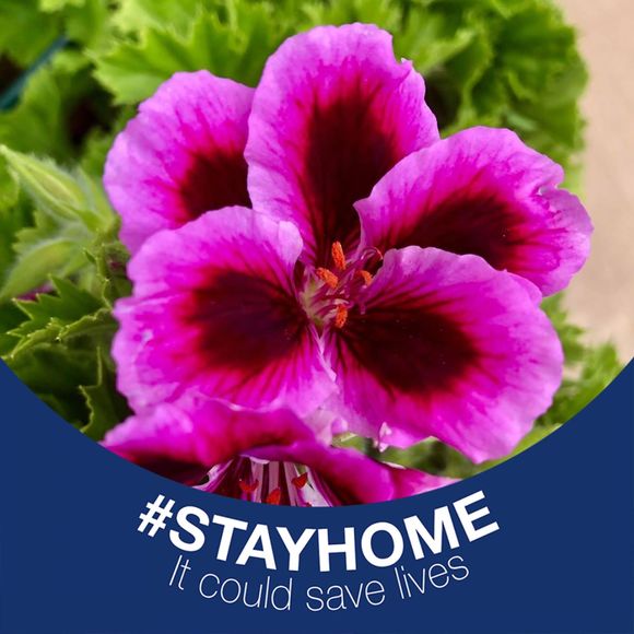 Profile Picture of Griselda Cuéllar (@gris0726) on Poshmark