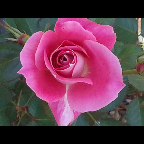 Profile Picture of Shannon Krejce (@shannonkrejce) on Poshmark