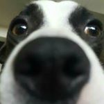 Profile Picture of Давид (@david_causevski) on Instagram