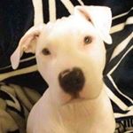 Profile Picture of 🐶🐱🐯Mark Obiedzinski 🦁🐮🐷 (@mark_obie_1) on Instagram