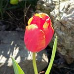 Profile Picture of Kimberly Ann Nimon-Cassie (@kimcassie67) on Instagram