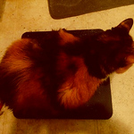 Profile Picture of Mike Mohr (@bonuscooper) on Flickr