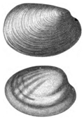 Profile Picture of Fordillaon Wikipedia