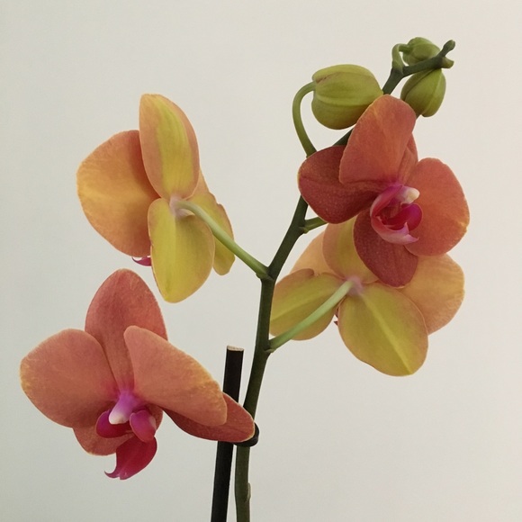 Profile Picture of Heather Lemrise (@heatherachel) on Poshmark