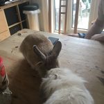 Profile Picture of Ivy&Corey&Maisis 🐰 (@ivyandcorey) on Instagram