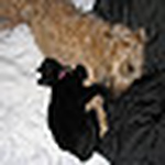 Profile Picture of Snowy And Purrgus (@snowy and purrgus) on Flickr