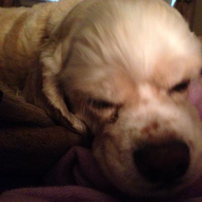 Profile Picture of Kim Noseworthy (@KimAnnN) on Twitter