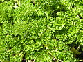 Profile Picture of Fines herbes - Wikipediaon Wikipedia