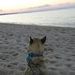 Profile Picture of Rose Moorehead (@rosemoorehead) on Pinterest