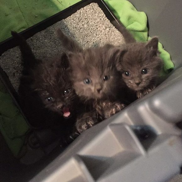 Profile Picture of Sherri Buzzetta (@sherri_buzz) on Poshmark