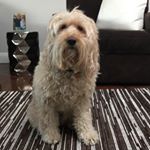 Profile Picture of Henry Lundqvist Friedman (@henrytheaussiedood) on Instagram