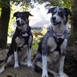 Debbie Knight - Instagram Profile Picture of Debbie Knight (@dklittlebrook) on Instagram