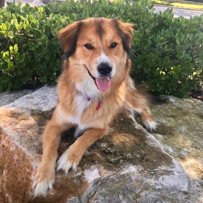 Profile Picture of Luke Grossman (@LukeGrossman3) on Twitter
