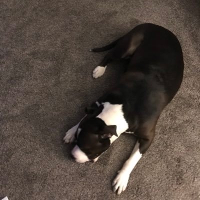 Profile Picture of Taylor Cahill (@TaylorCahill11) on Twitter