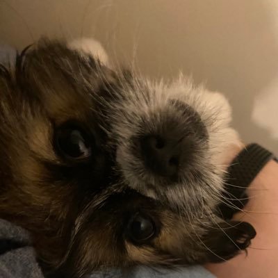 Profile Picture of Dillon Knight (@dillonknight10) on Twitter