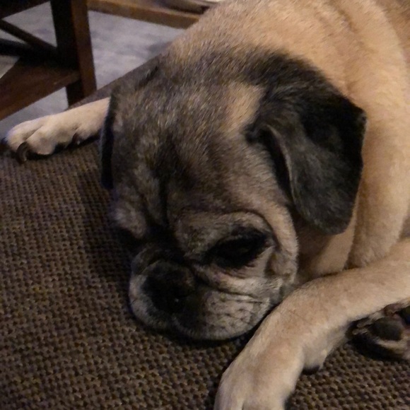 Profile Picture of Debbie jo Mcgowan (@puddymc) on Poshmark