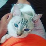 Profile Picture of Doando Gatos (@doagato) on Instagram