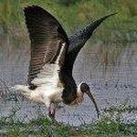 Profile Picture of Julien Kingley Phillips (@phillips.julien) on Instagram