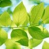 Profile Picture of Haris Farooq (@harisfarooq768) on Pinterest