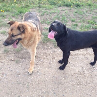 Profile Picture of Peter Wilcox (@petertrucks) on Twitter