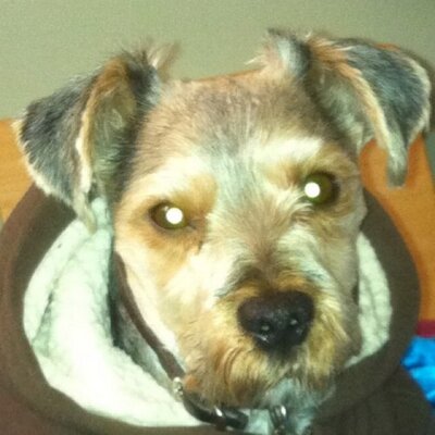 Profile Picture of Laura Scurr (@LauraScurr) on Twitter