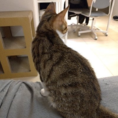 Profile Picture of Cliff Lin (@Cliff_x_Lin) on Twitter