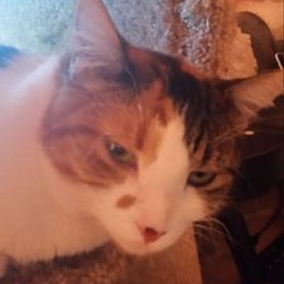 Profile Picture of Thomas J Sennett (@Mjsennett1956J) on Twitter