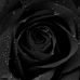 Profile Picture of Arzo Haleef (@ramy.rose.90) on Facebook