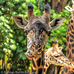 Profile Picture of Rodrigo Rafiki Rodriguez (@beleza.graciosa) on Flickr