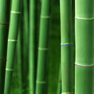 Profile Picture of Adam Livesay (@adamlivesay) on Twitter