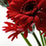 Profile Picture of Michelle (@g o t t a l o v e p h o t o g r a p h y.) on Flickr