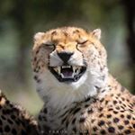 Profile Picture of Albert Gordilllo (@albert_3818) on Instagram