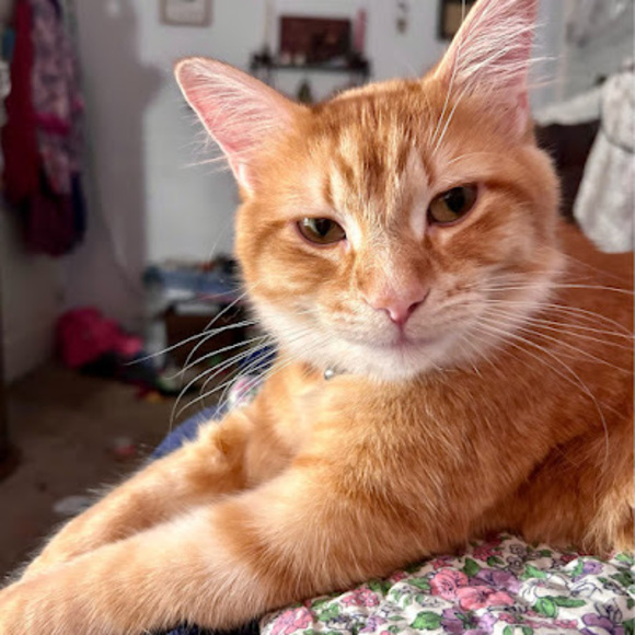 Profile Picture of Lori Campbell (@mr_j_bo2) on Poshmark