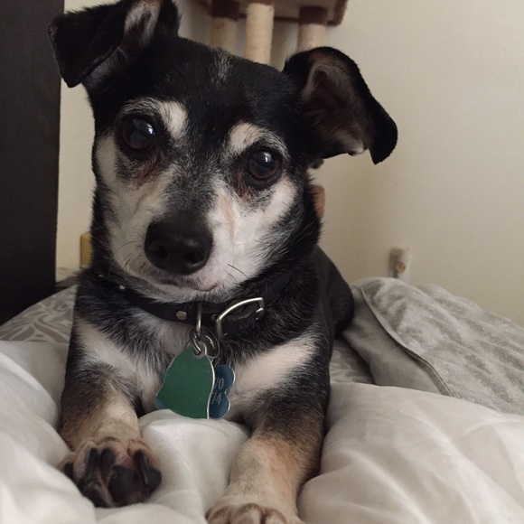 Profile Picture of Crystal Vigil (@cvvigil) on Poshmark