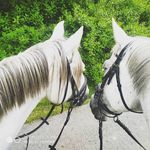 Profile Picture of Julie Janáčkova (@_.horse.lov.er._) on Instagram