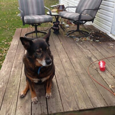 Profile Picture of Diane Hardesty Ellis (@jdcritters) on Twitter