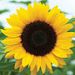 Profile Picture of Ellen Wiese (@ellenw1177) on Pinterest