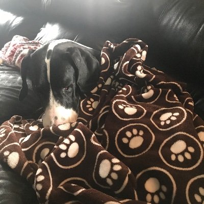Profile Picture of Winnie Service Dog (@JamesC30971154) on Twitter