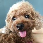 Profile Picture of Kohi Yin (@kohi_siewdai) on Instagram