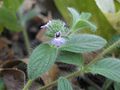 Profile Picture of Nelsonia (plant)on Wikipedia