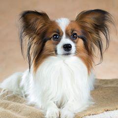 Profile Picture of Jason Fen (@jasonfen) on Tiktok