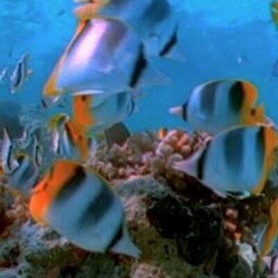 Profile Picture of Josh Snowden (@Joshsnowden3) on Twitter