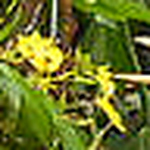 Profile Picture of Sandor Ivan Giron Tobar (@girontobarsandorivan) on Flickr