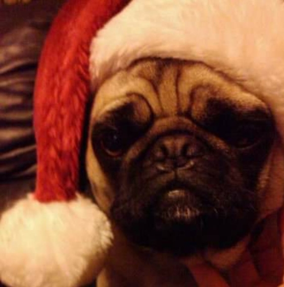 Profile Picture of Lauri Russell (@thenewkitten) on Poshmark