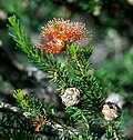 Profile Picture of Eremaea ebracteataon Wikipedia