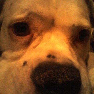 Brad Beagle - Twitter Profile Picture of Brad Beagle (@BradleyBeagle) on Twitter