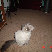 Profile Picture of Brian Marcello (@toneybatts1972) on Youtube