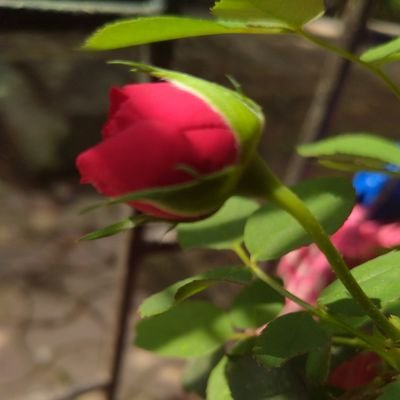 Profile Picture of Vibha Verma (@verma_vibha) on Twitter