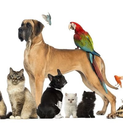 Profile Picture of Enrique Orlando Soto (@enriquesoto51) on Twitter